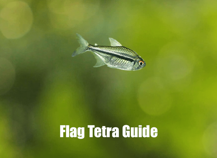 Flag Tetra Guide