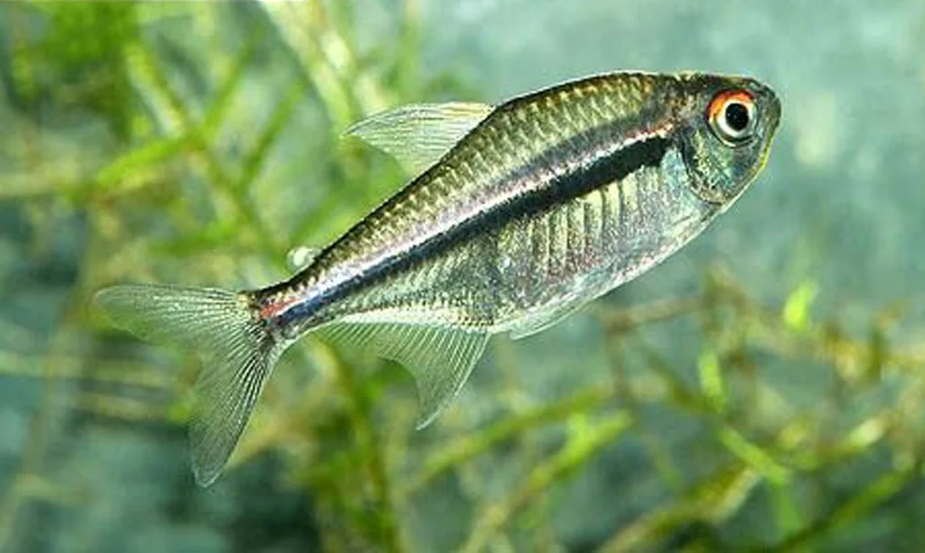 flag 2 Flag Tetra