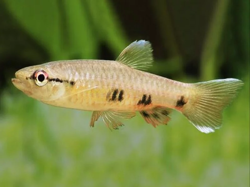 Four Spot Tetra Guide