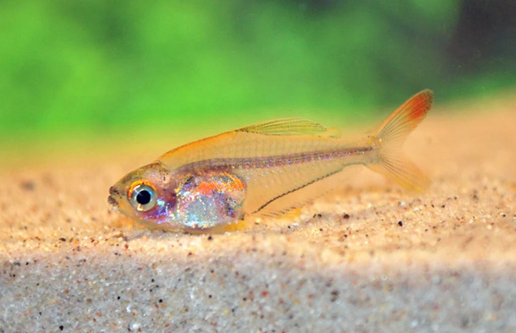 Hummingbird Tetra