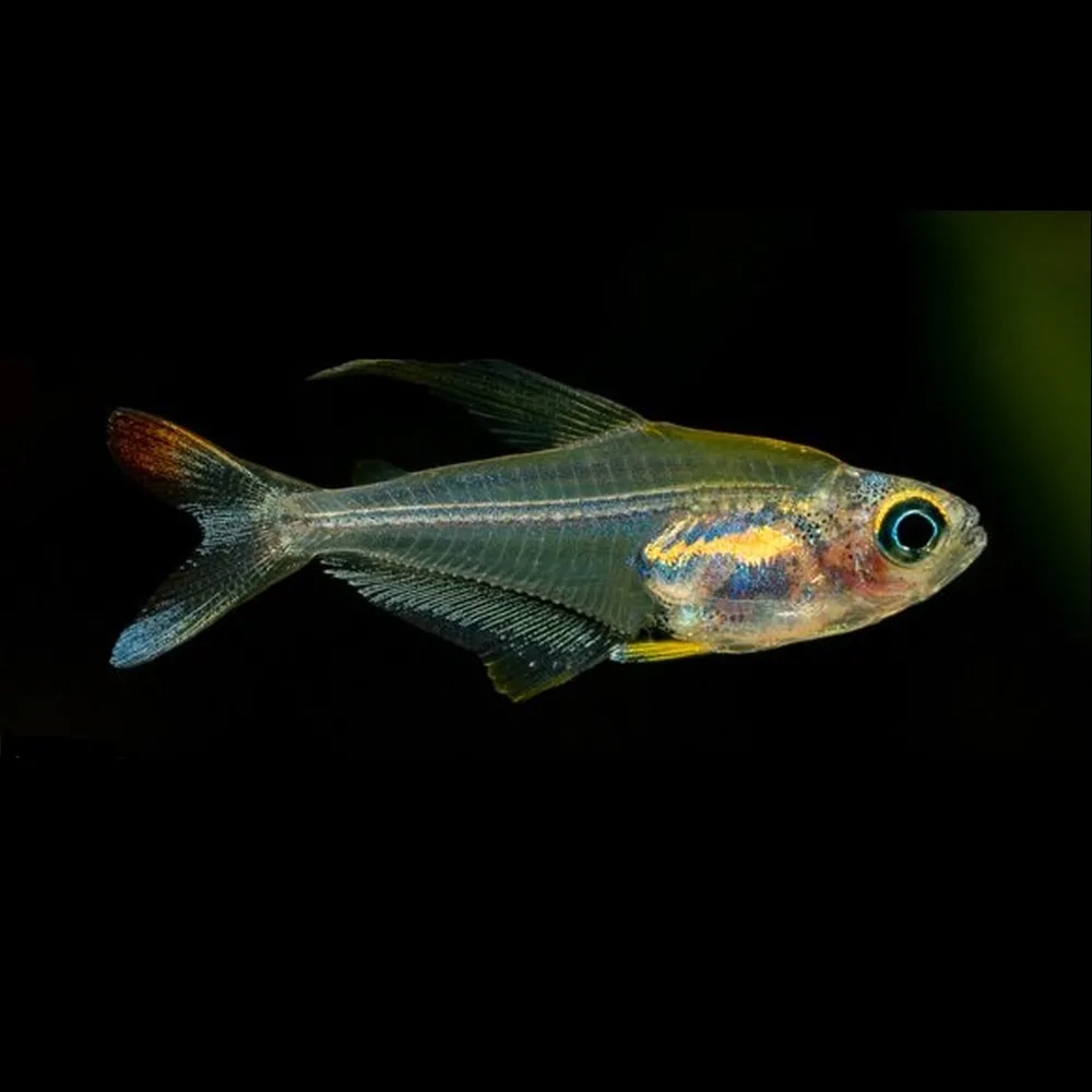 Hummingbird Tetra Care Guide